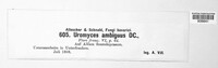 Uromyces ambiguus image